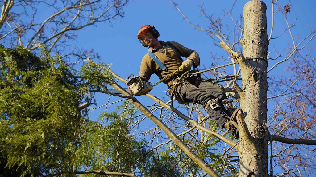 Tree Trimmers Insurance | 105 Commercial St C, Dowagiac, MI 49047, USA | Phone: (877) 810-8872