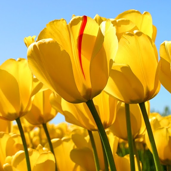 Broad Street Insurance Agency | 490 W Broad St #500, Linden, MI 48451, USA | Phone: (810) 433-5927