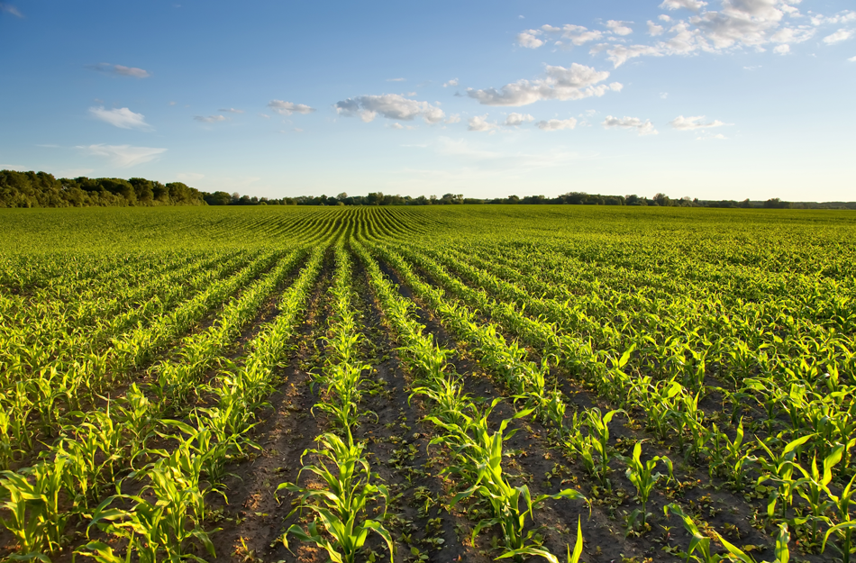 Diversified Crop Insurance Services | 900 Woodbury Ave Ste 11, Council Bluffs, IA 51503, USA | Phone: (866) 669-3429